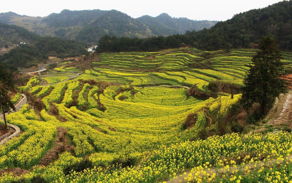 Zhaixi Xigu Resort - Huangshan الغرفة الصورة